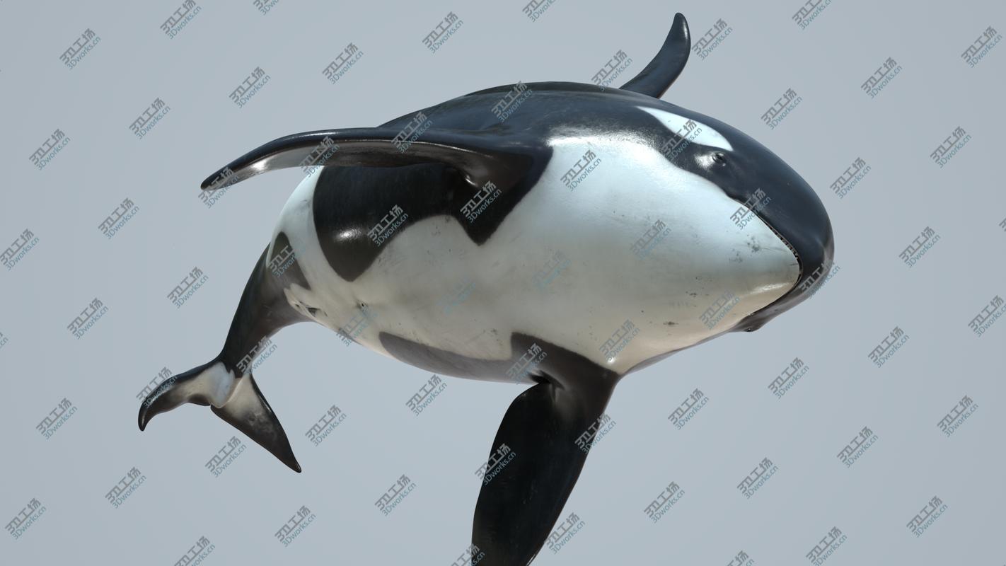 images/goods_img/20210319/Killer whale rigged and animated for Cinema 4d 3D model/2.jpg
